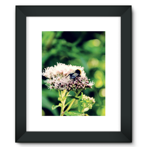 Framed Fine Art Print